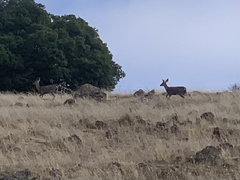 Odocoileus hemionus columbianus