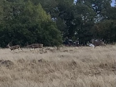 Odocoileus hemionus columbianus