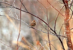 Emberiza pusilla
