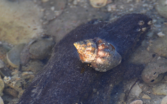 Cantharus tranquebaricus