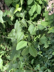 Euonymus