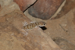 Chondrodactylus bibronii