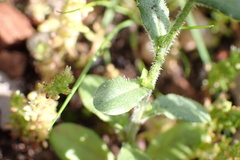 Wahlenbergia gracilis