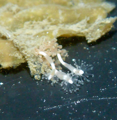 Hydrocoryne bodegensis