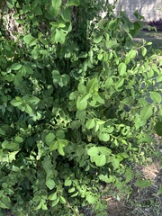 Euonymus