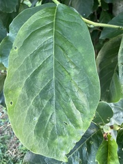 Phyllocnistis magnoliella