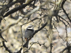 Microspingus torquatus