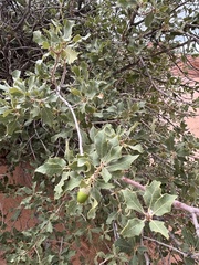 Quercus turbinella