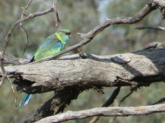 Barnardius zonarius