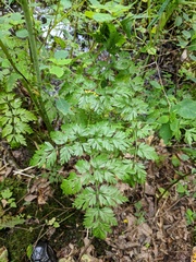 Conioselinum chinense