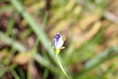 Wahlenbergia gracilis