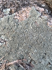 Xanthoparmelia cumberlandia