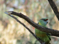Barnardius zonarius