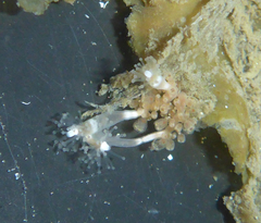 Hydrocoryne bodegensis