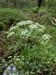 Conioselinum chinense