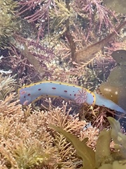 Hypselodoris bennetti