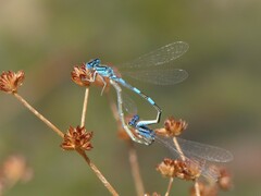 Coenagrion caerulescens