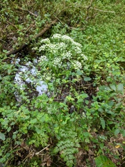 Conioselinum chinense
