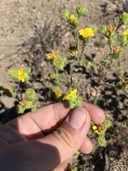 Deinandra corymbosa