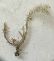 Acanthophora spicifera