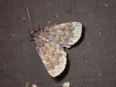 Idia lubricalis