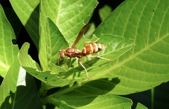 Polistes dorsalis