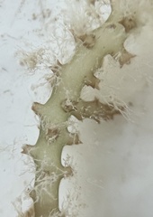 Acanthophora spicifera