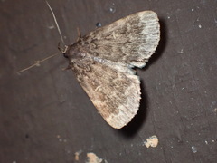 Idia lubricalis