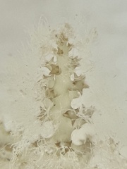 Acanthophora spicifera
