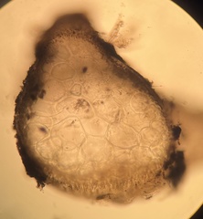 Acanthophora spicifera