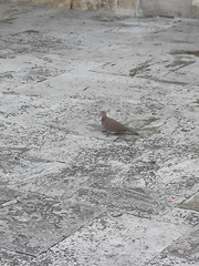 Streptopelia senegalensis