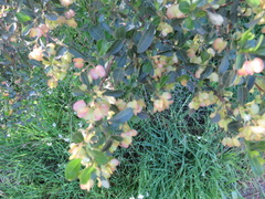 Dodonaea viscosa spatulata