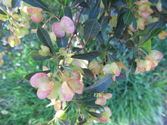 Dodonaea viscosa spatulata