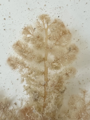 Heterosiphonia gibbesii observed 2022-10-01