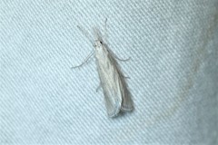 Eoreuma callista
