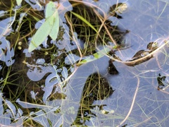 Potamogeton bicupulatus