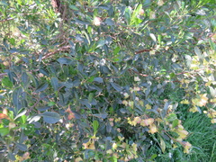 Dodonaea viscosa spatulata