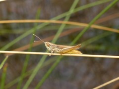 Euchorthippus elegantulus