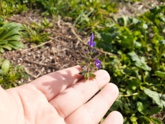 Salvia verbenaca