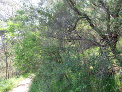 Dodonaea viscosa spatulata