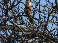 Tarphonomus certhioides