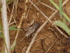 Eumodicogryllus bordigalensis