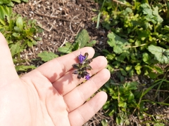 Salvia verbenaca