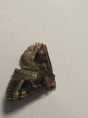 Euplexia euplexina