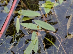 Potamogeton bicupulatus