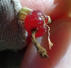 Ribes cereum cereum