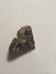Euplexia euplexina