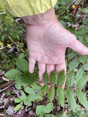 Sorbus decora