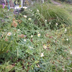 Boltonia asteroides