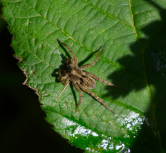Pardosa amentata